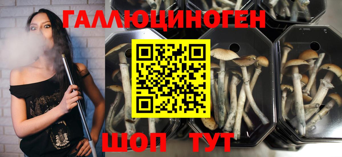 Сафоново  Галлюциногенные грибы Cubensis  Вход с VPN 
